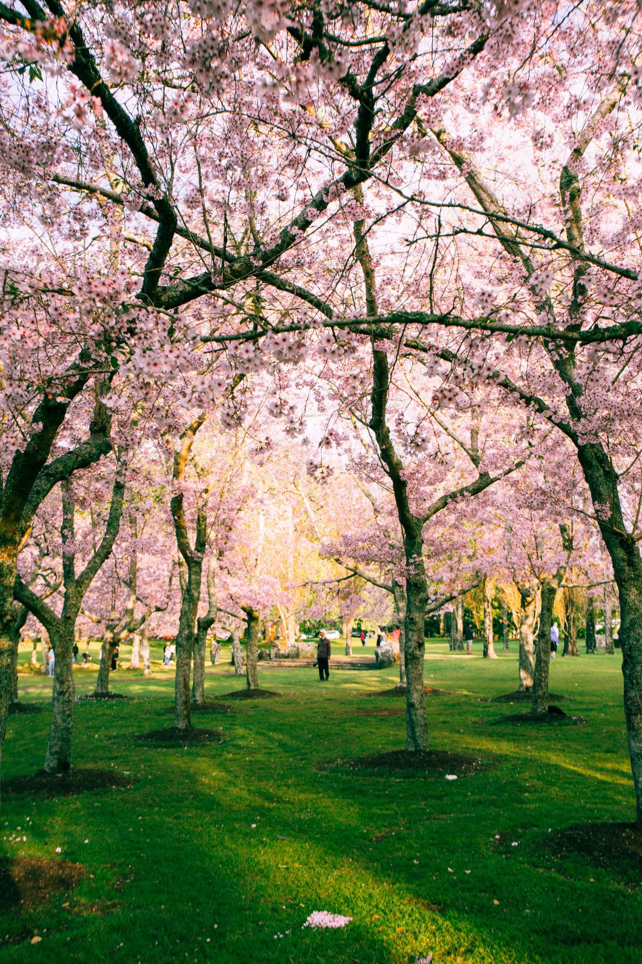 Concerts and Cherry Blossoms for Park + Ford Residents